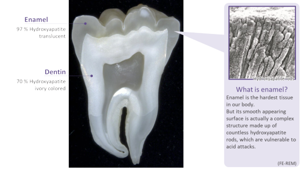 What is hydroxyapatite