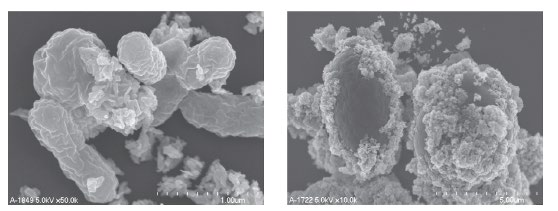 Adsorption schädlicher  Bakterien